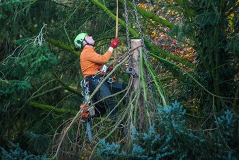 Aggiornamento lavori in altezza sugli alberi Corso aggiornamento per lavori in quota su alberi (GVD 81/08, allegato 21) modulo B