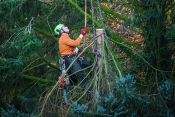 Auffrischungskurs Höhenarbeit auf Bäumen Baumsteigen - Befähigungskurs für Höhenarbeiten auf Bäumen (GVD 81/08, Anh.21)